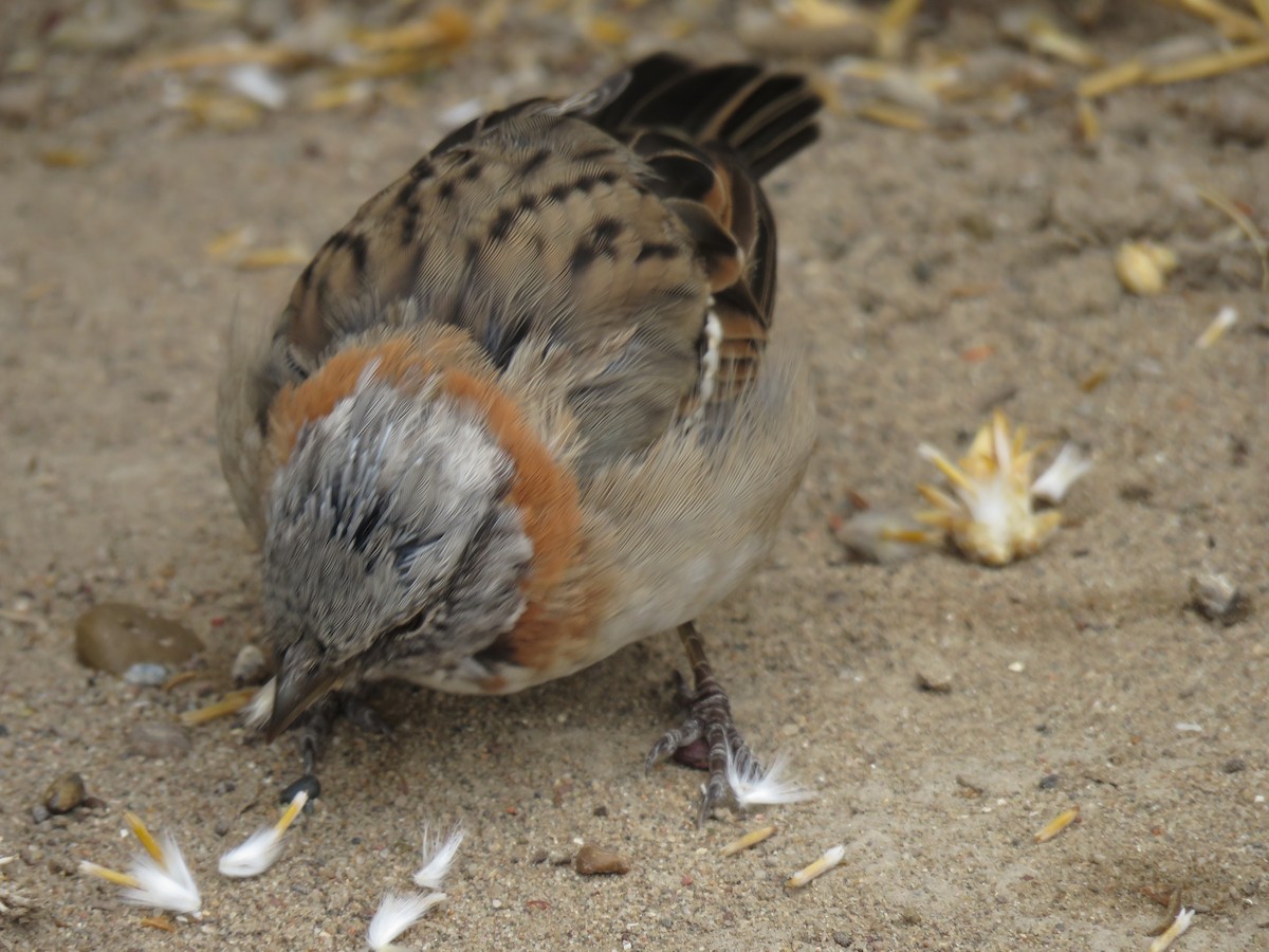 Rufous-collared Sparrow - ML42834021