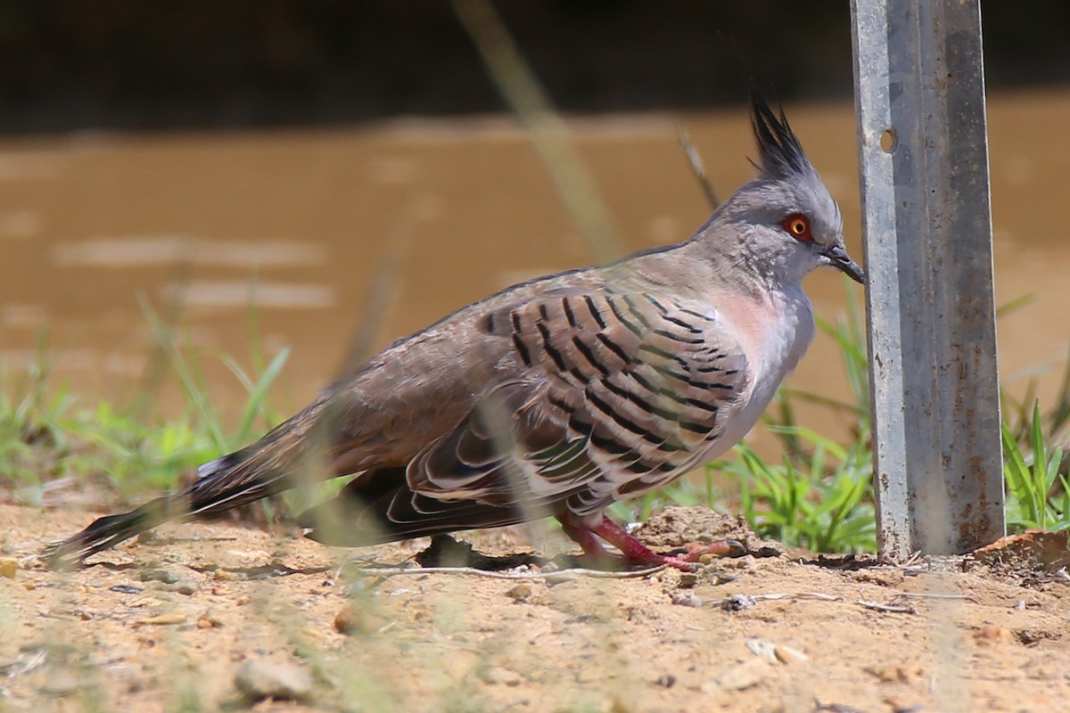 Crested Pigeon - Doug Herrington || Birdwatching Tropical Australia Tours
