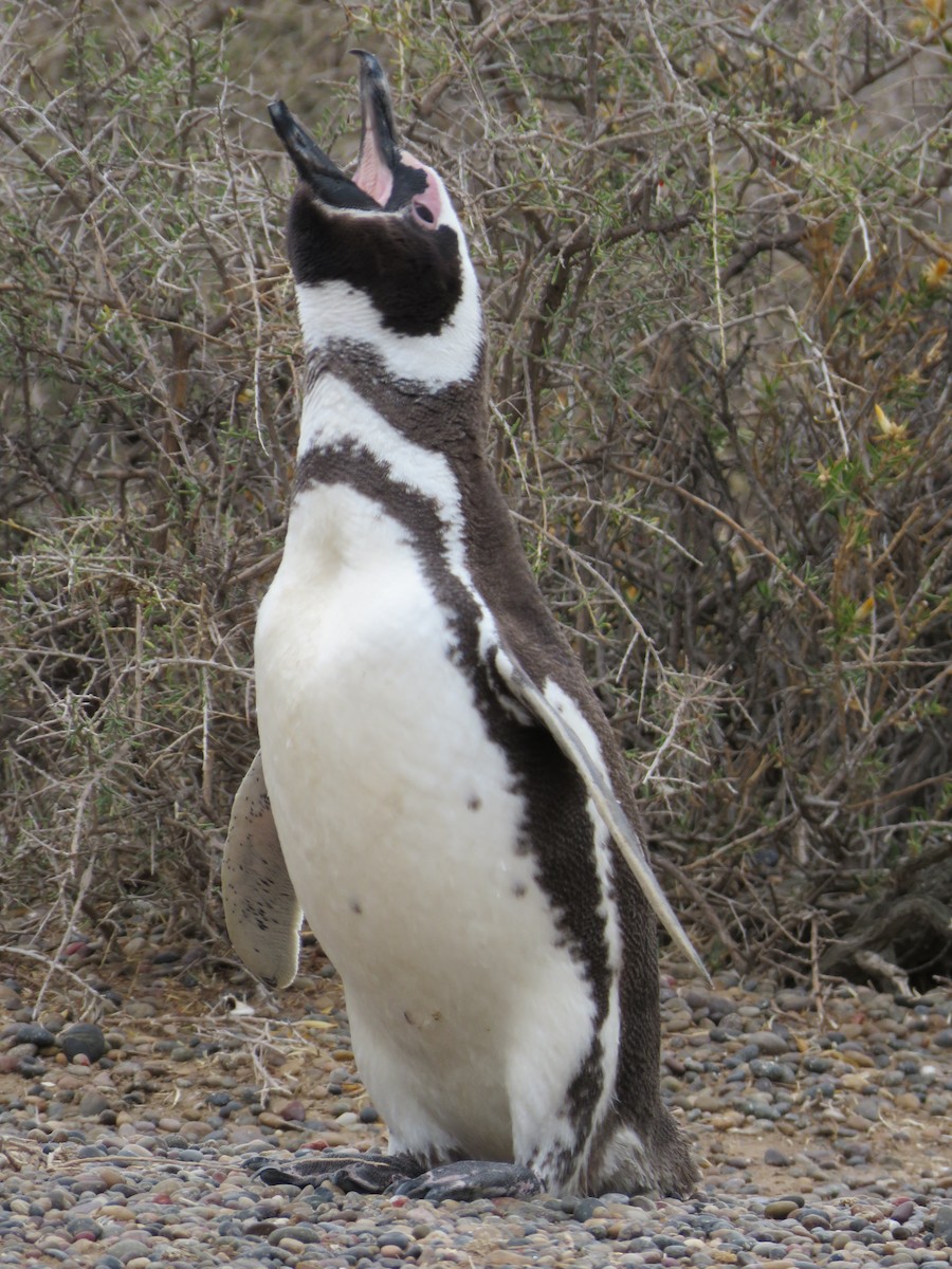 Magellanic Penguin - Thomas Gibson