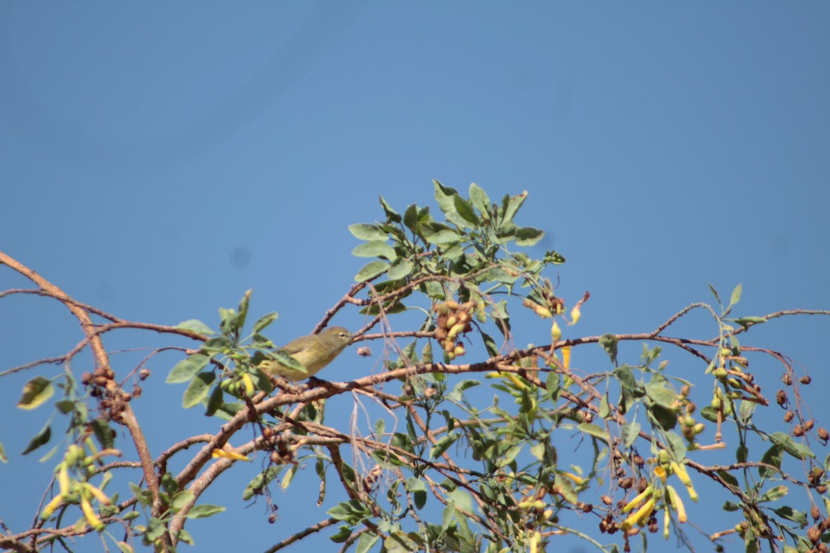 Orange-crowned Warbler (Gray-headed) - ML428347871