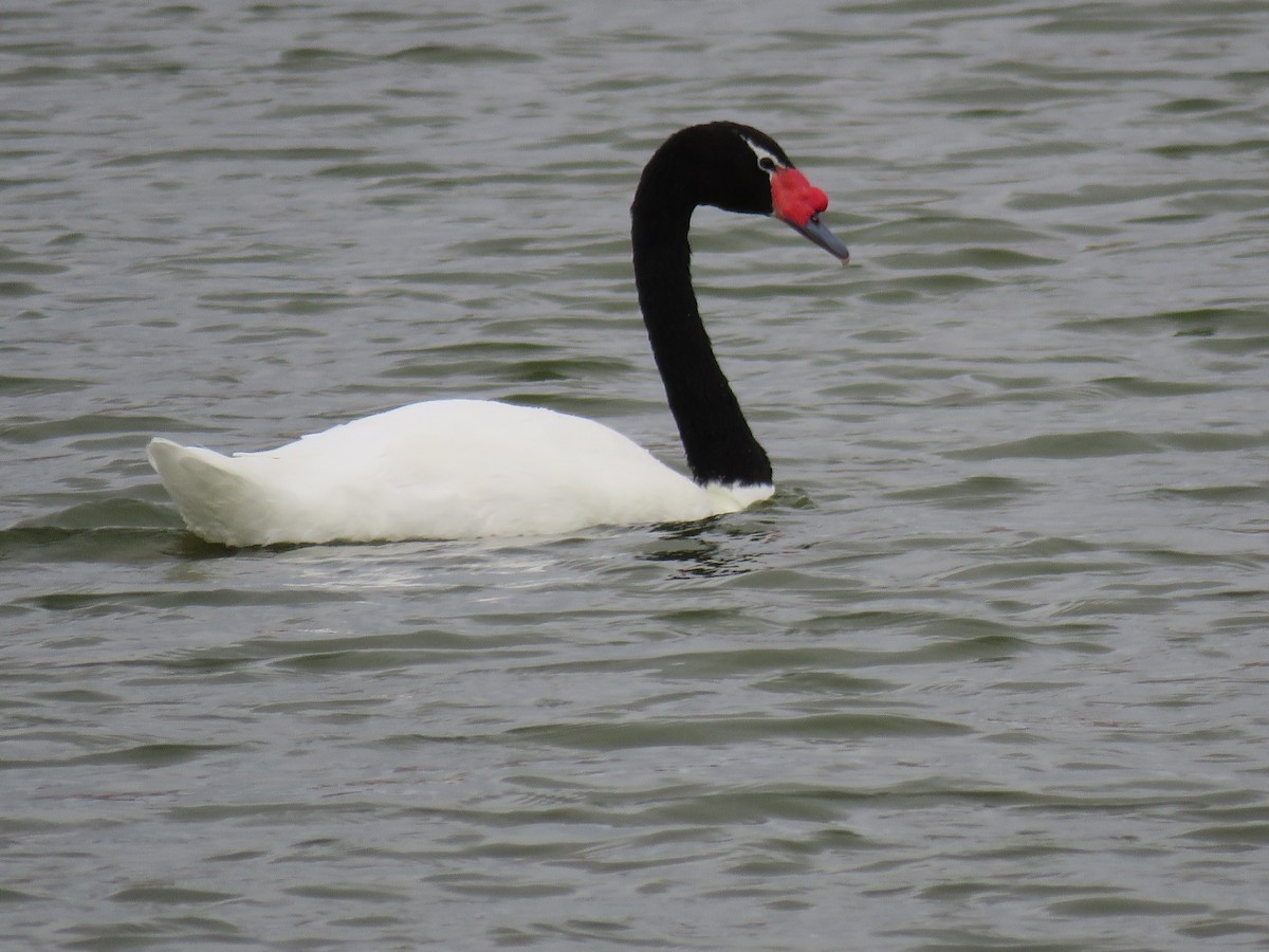 Black-necked Swan - Thomas Gibson