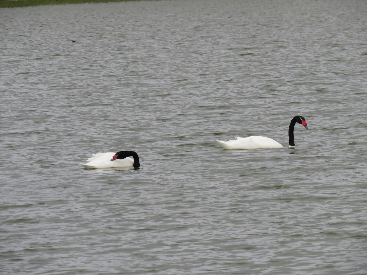Black-necked Swan - ML42835021