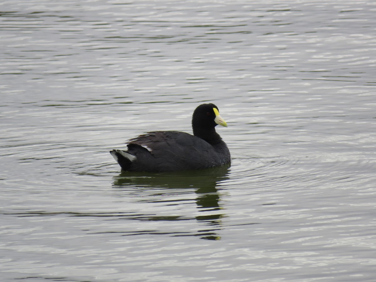 White-winged Coot - ML42835491