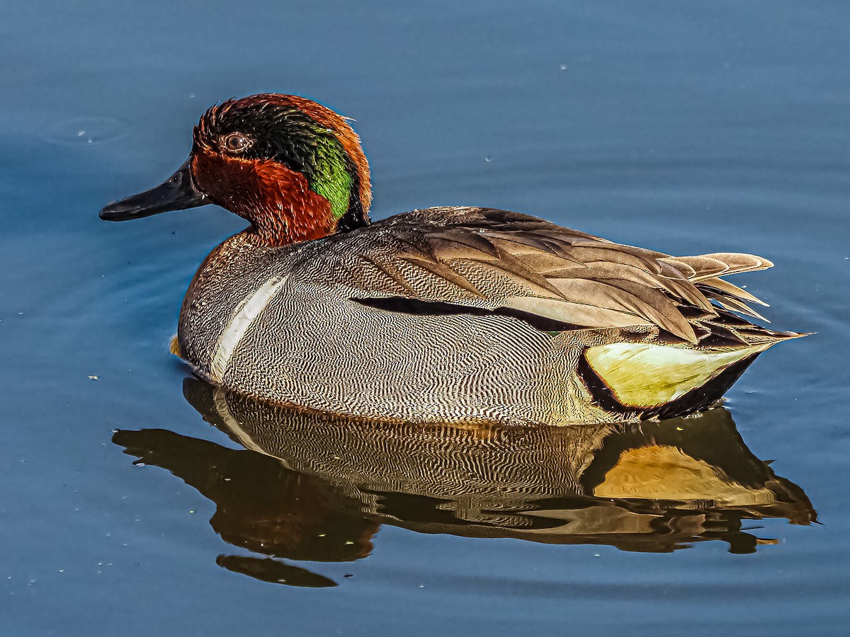Green-winged Teal - ML428356391