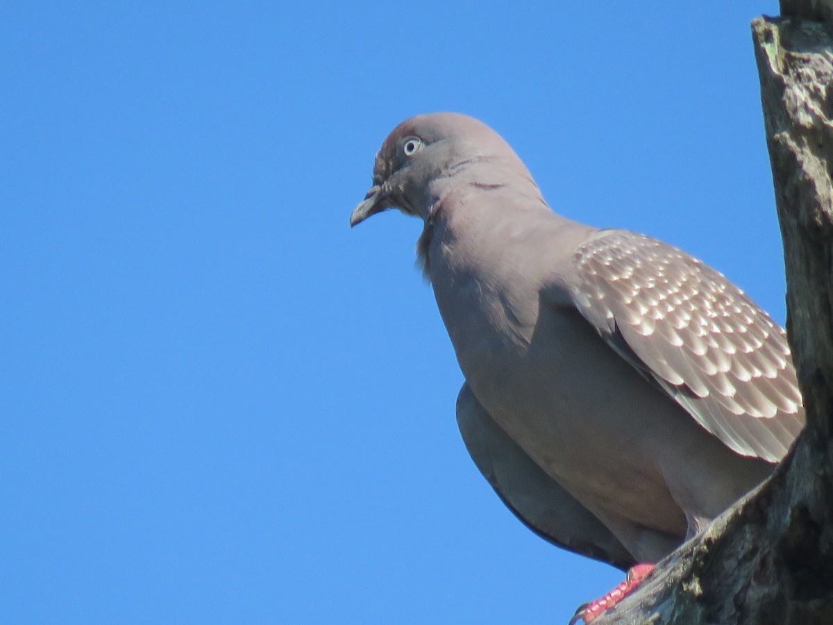 Spot-winged Pigeon - Thomas Gibson