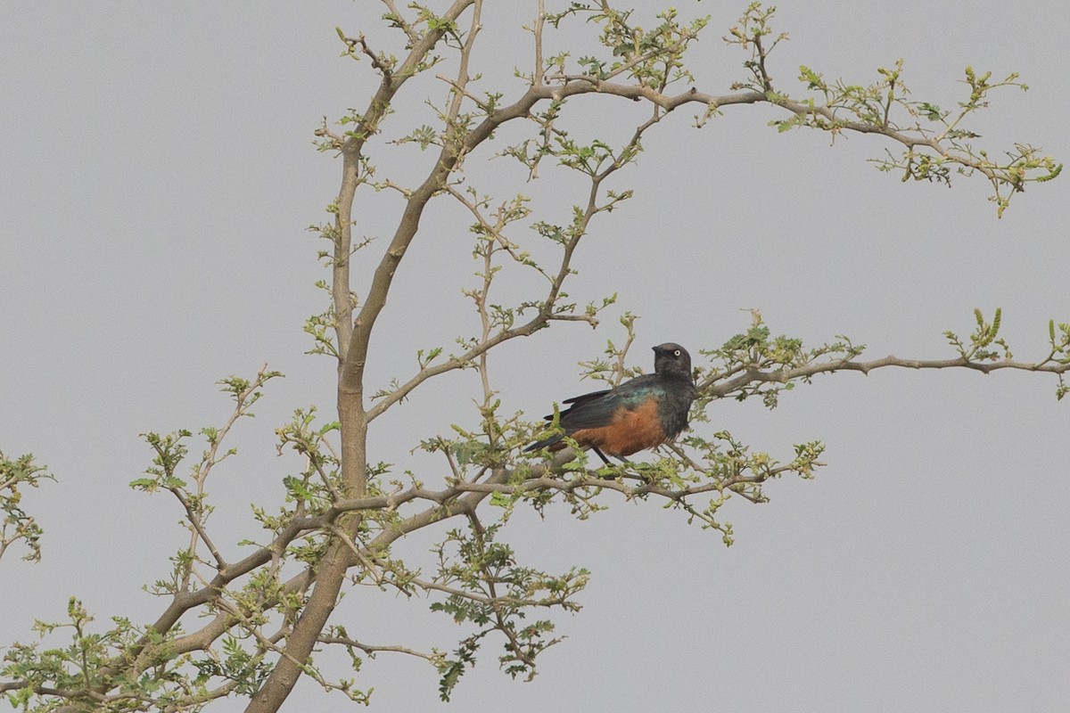 Chestnut-bellied Starling - Chris Wood