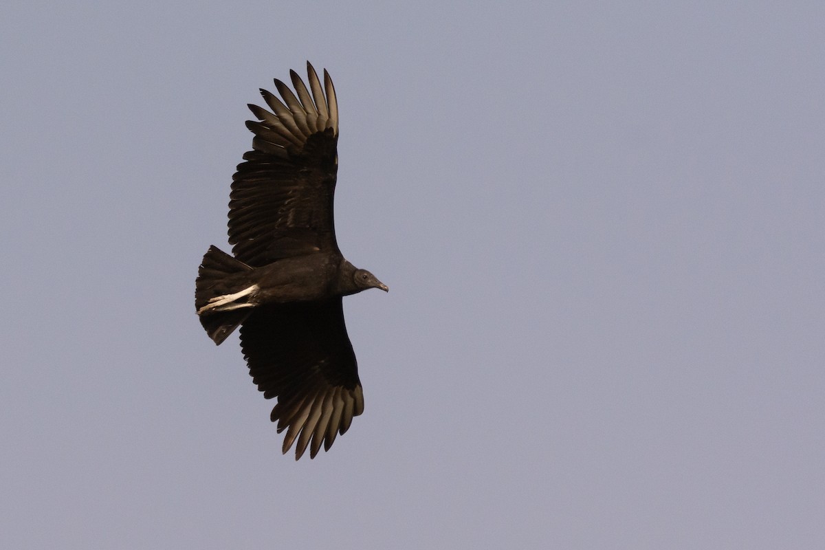 Black Vulture - ML428359021