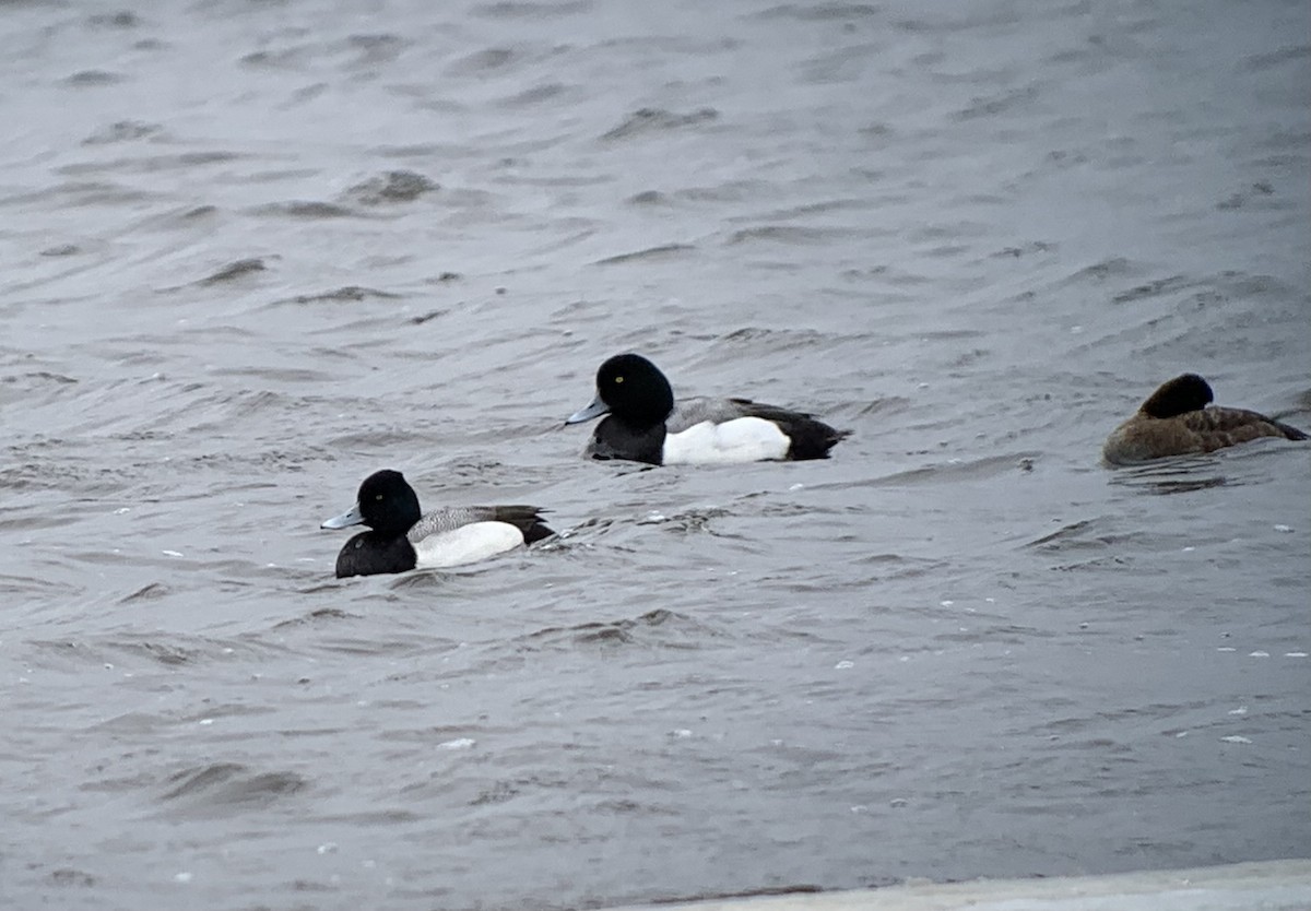 Greater Scaup - Andy McGivern