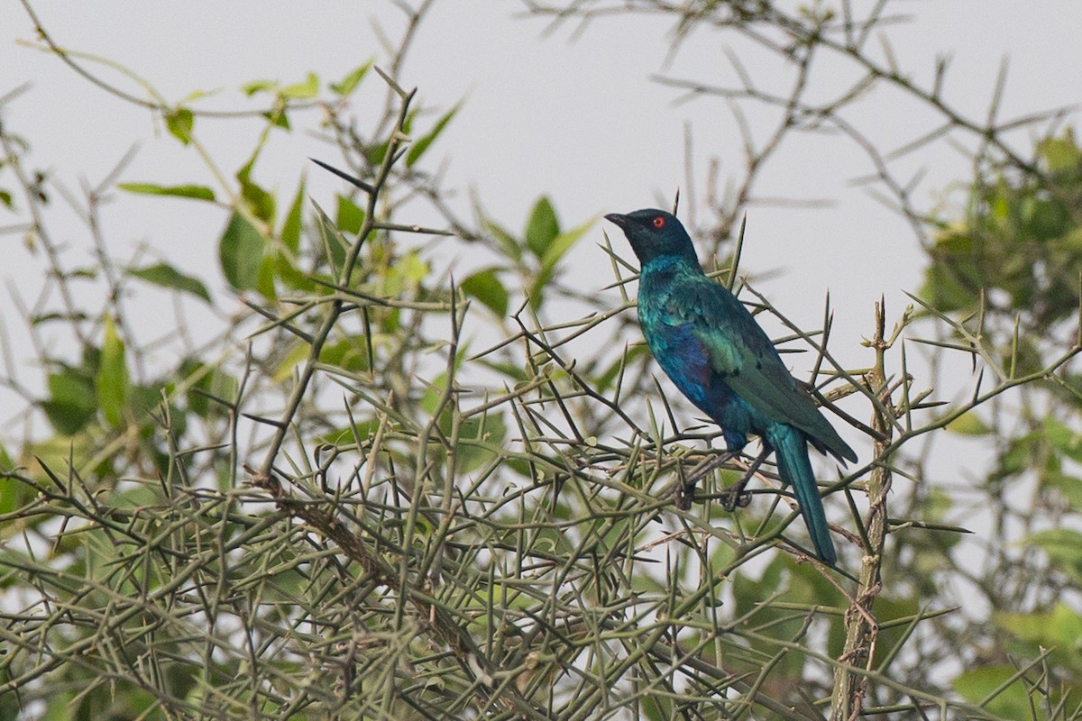 Greater Blue-eared Starling - ML42835921