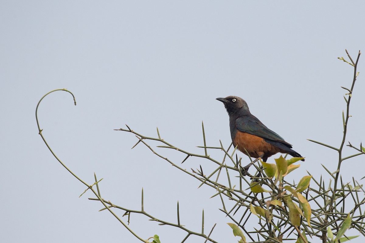 Chestnut-bellied Starling - Chris Wood
