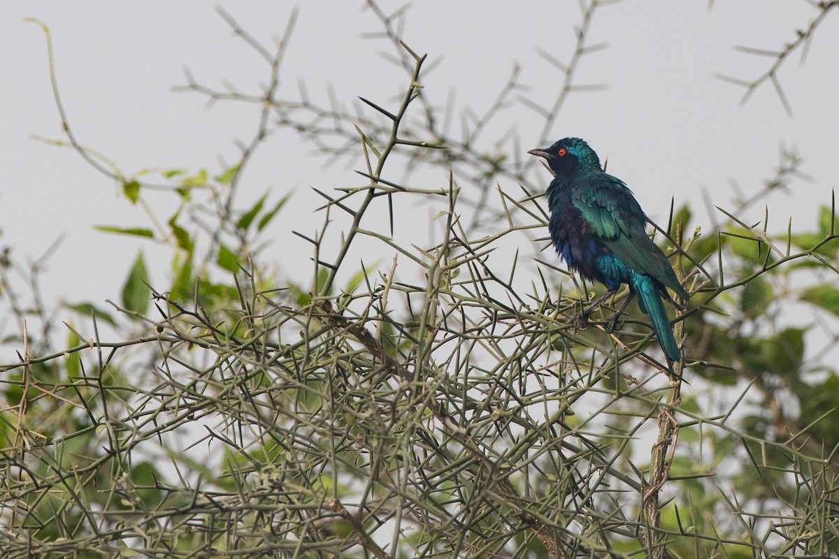 Greater Blue-eared Starling - ML42836091