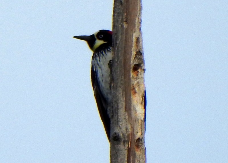 Acorn Woodpecker - ML428362131