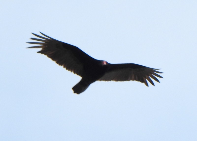 Turkey Vulture - ML428362141