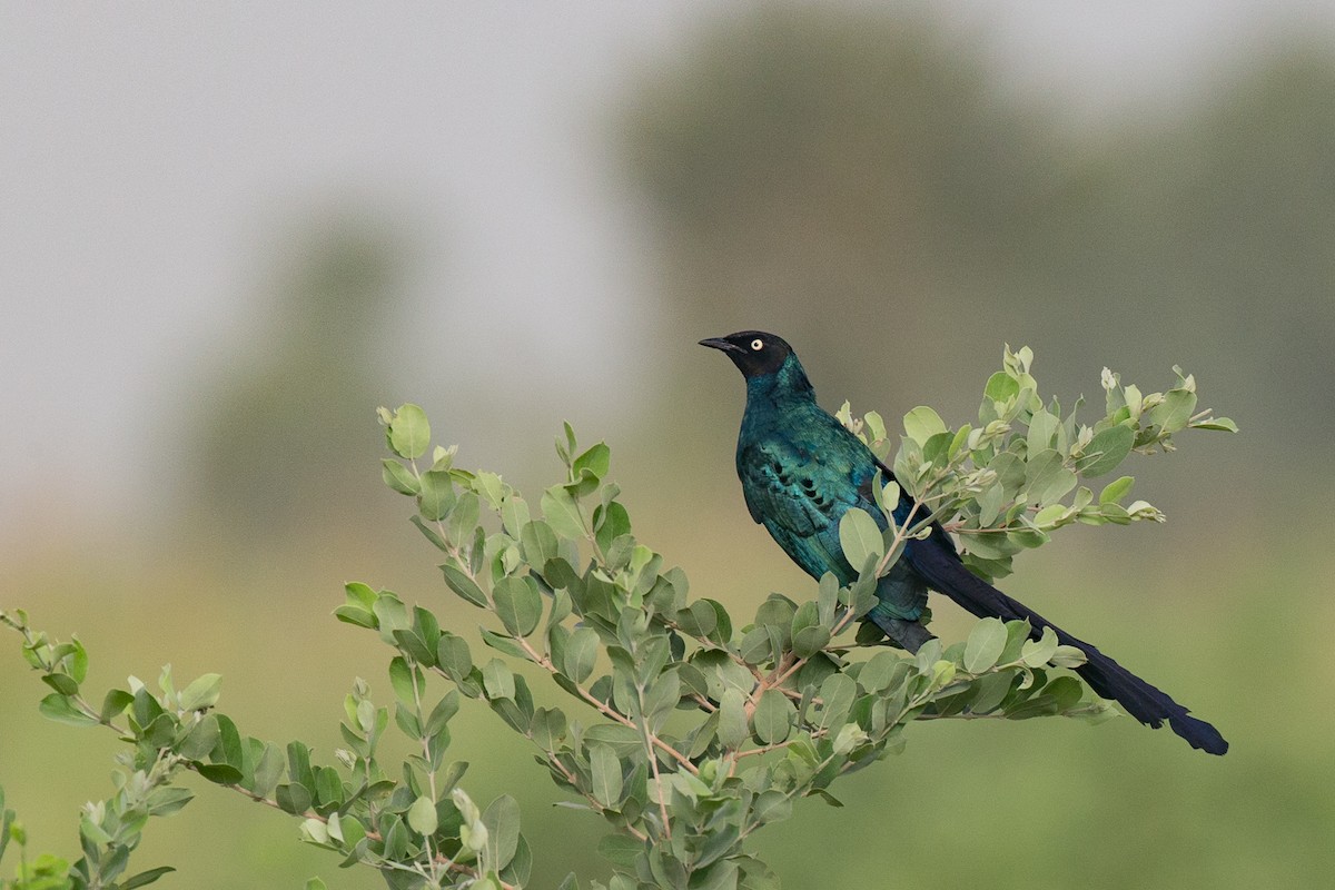 Long-tailed Glossy Starling - ML42836261