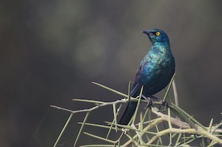  - Lesser Blue-eared Starling