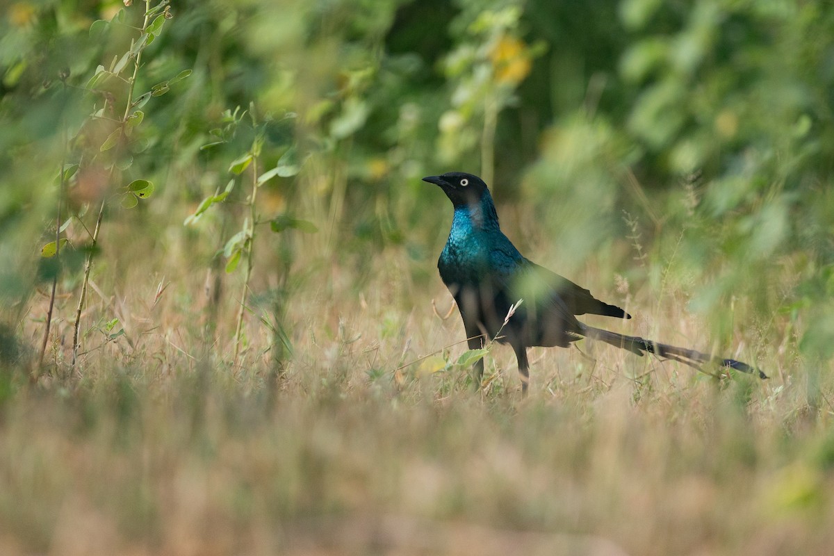 Long-tailed Glossy Starling - ML42836291