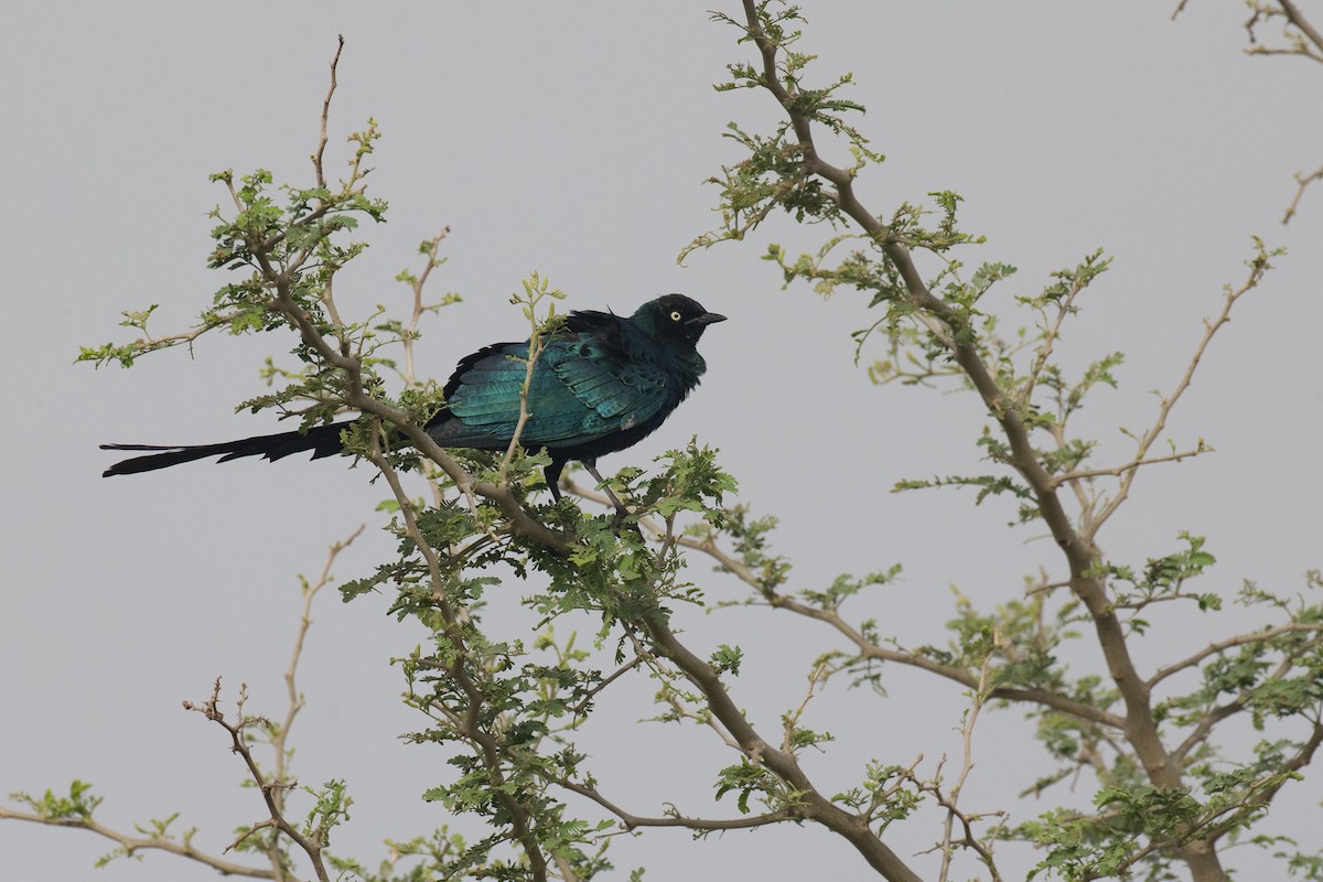 Long-tailed Glossy Starling - ML42836351