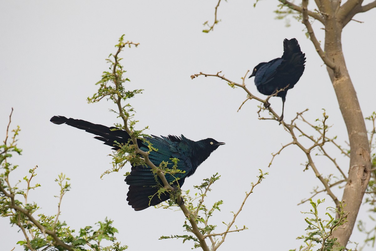 Long-tailed Glossy Starling - ML42836441