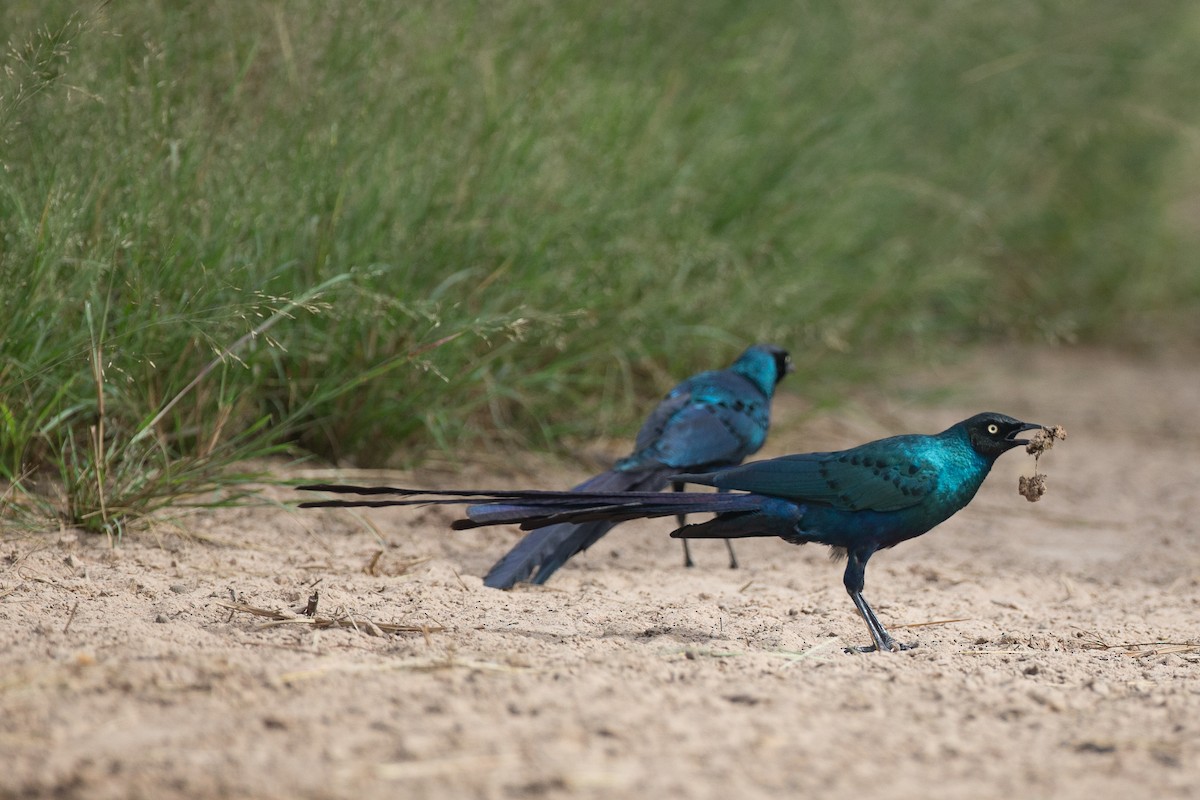 Long-tailed Glossy Starling - Chris Wood