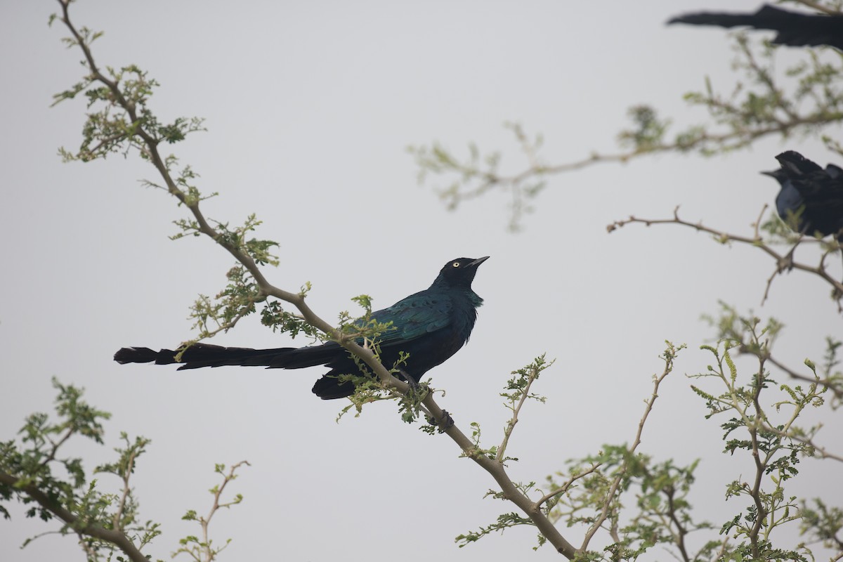 Long-tailed Glossy Starling - ML42836661