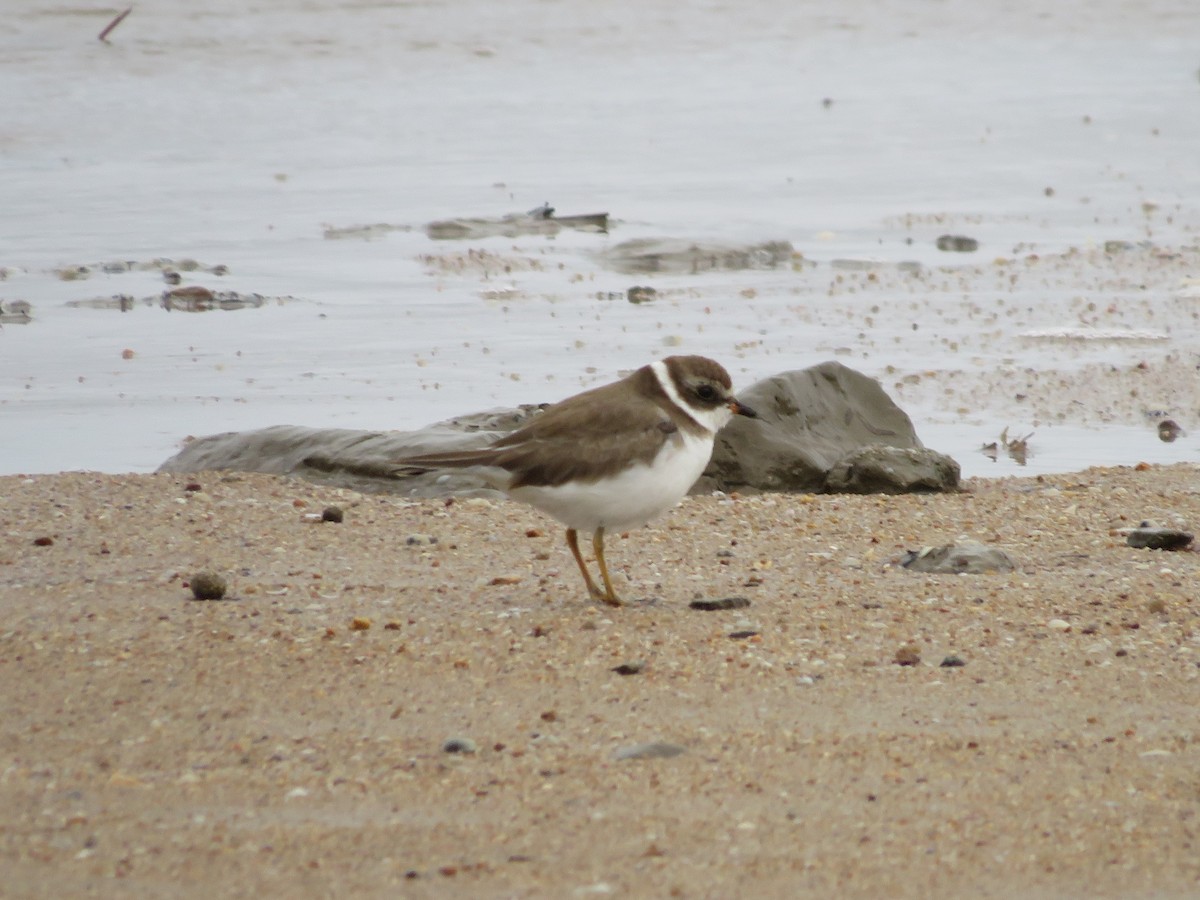 Semipalmated Plover - ML428367281