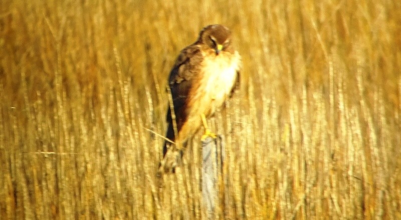 Northern Harrier - Paolo Matteucci