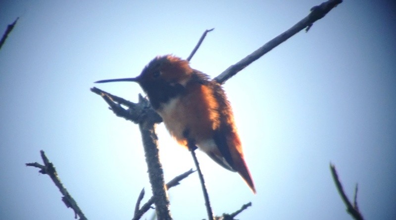 Allen's Hummingbird - ML42838351