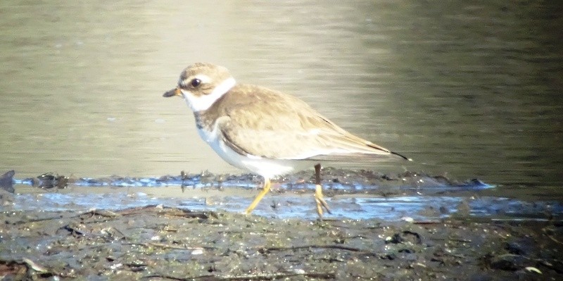 Semipalmated Plover - ML42838621