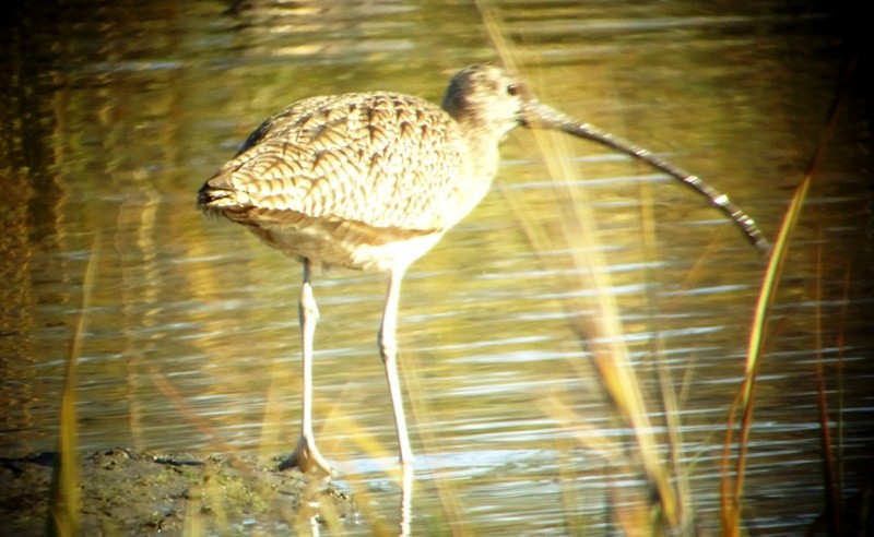 Long-billed Curlew - ML42838641