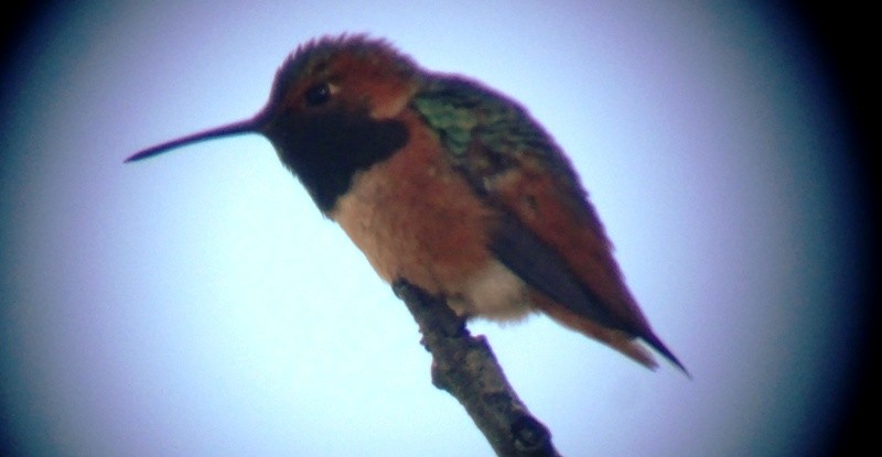 Allen's Hummingbird - ML42839081