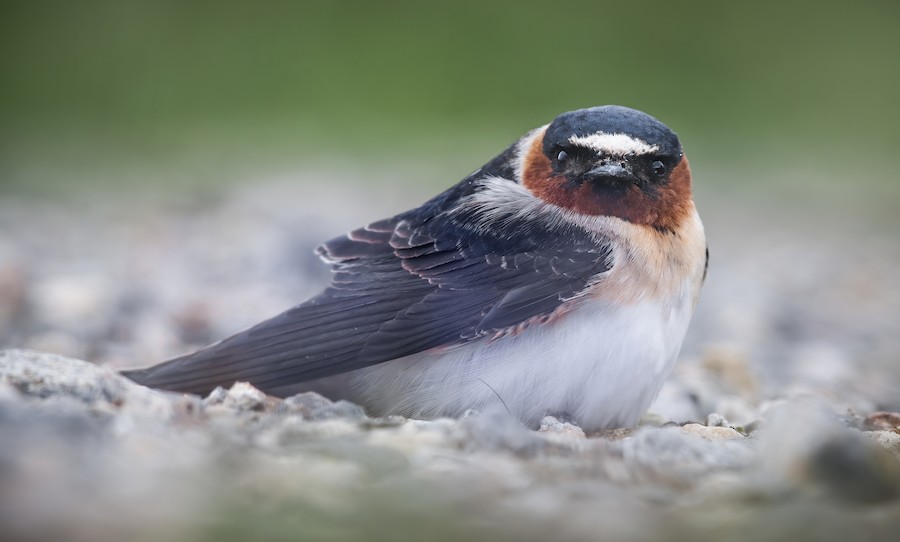 Cliff Swallow