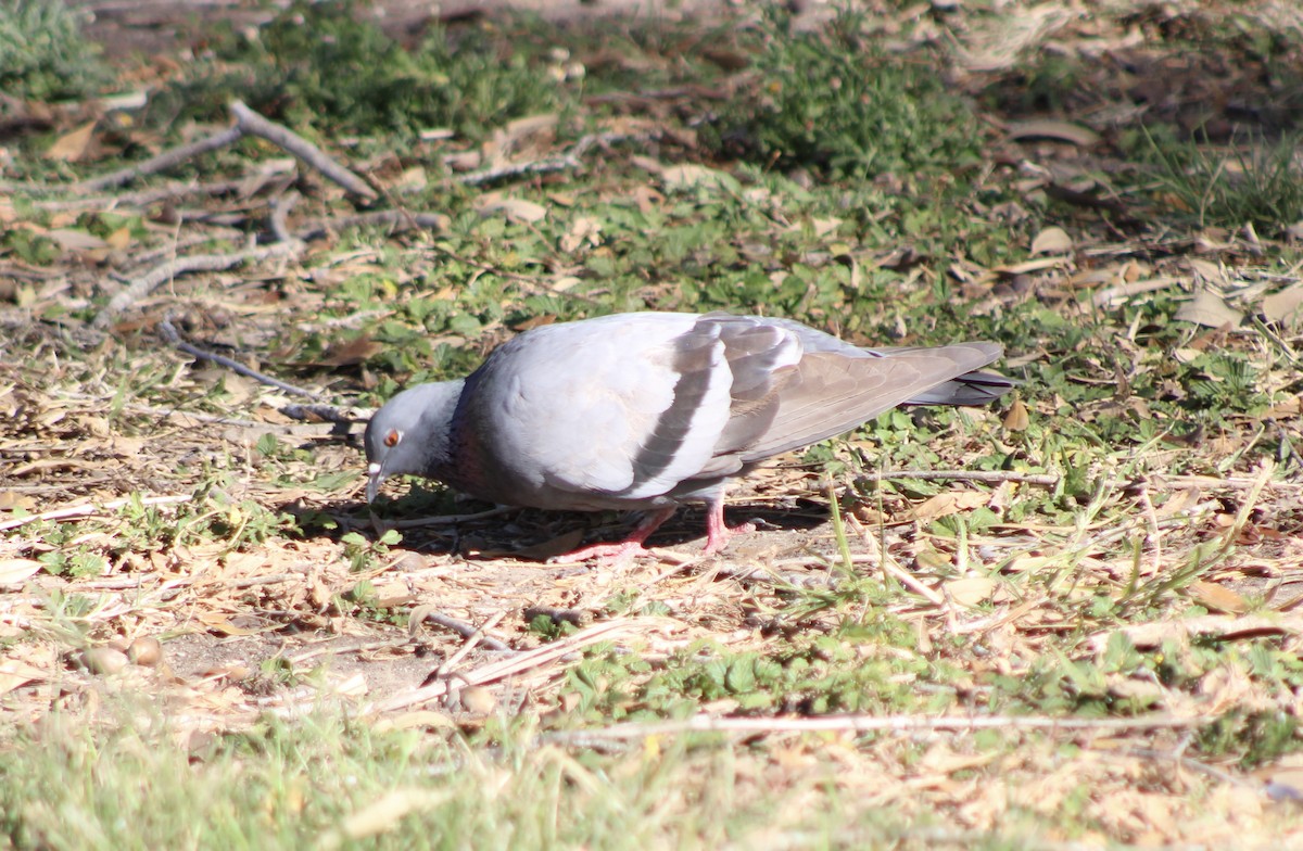 Rock Pigeon (Feral Pigeon) - ML428397631