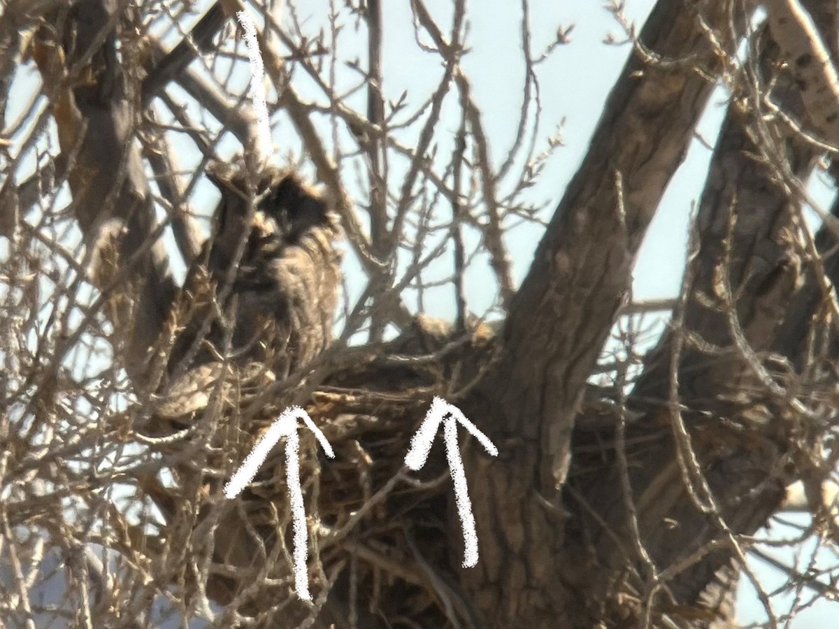 Great Horned Owl - ML428401241