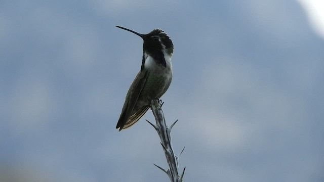 Costa's Hummingbird - ML428407391