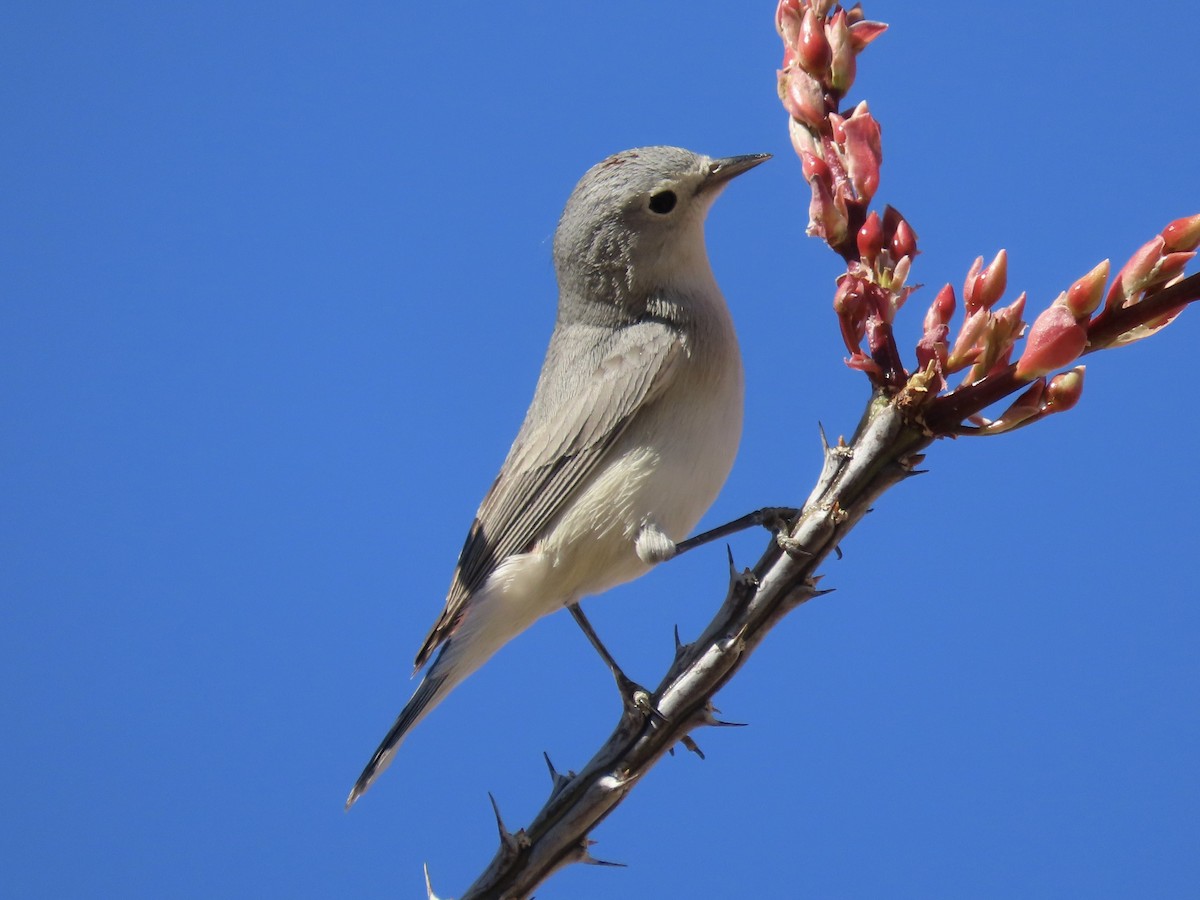 Lucy's Warbler - ML428408891