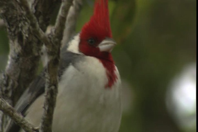 Red-crested Cardinal - ML428409