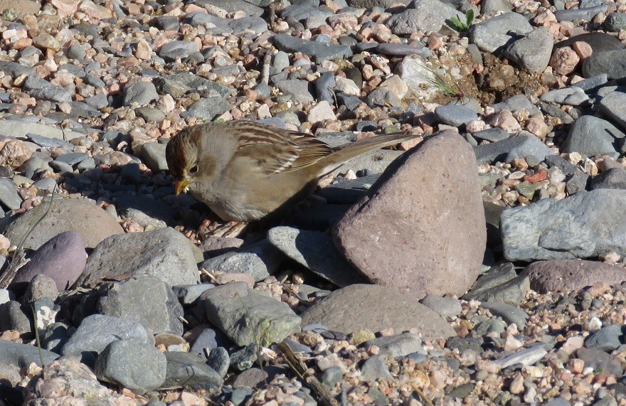 White-crowned Sparrow - ML42841421