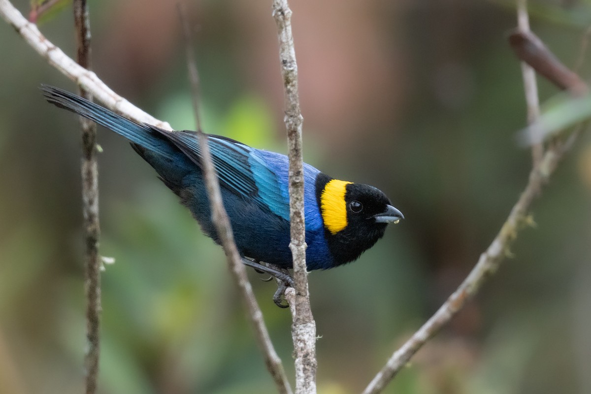 Yellow-scarfed Tanager - ML428421201