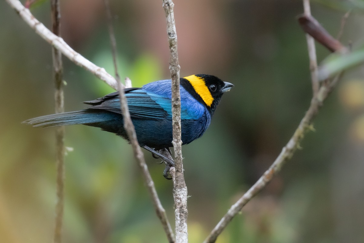 Yellow-scarfed Tanager - ML428421211