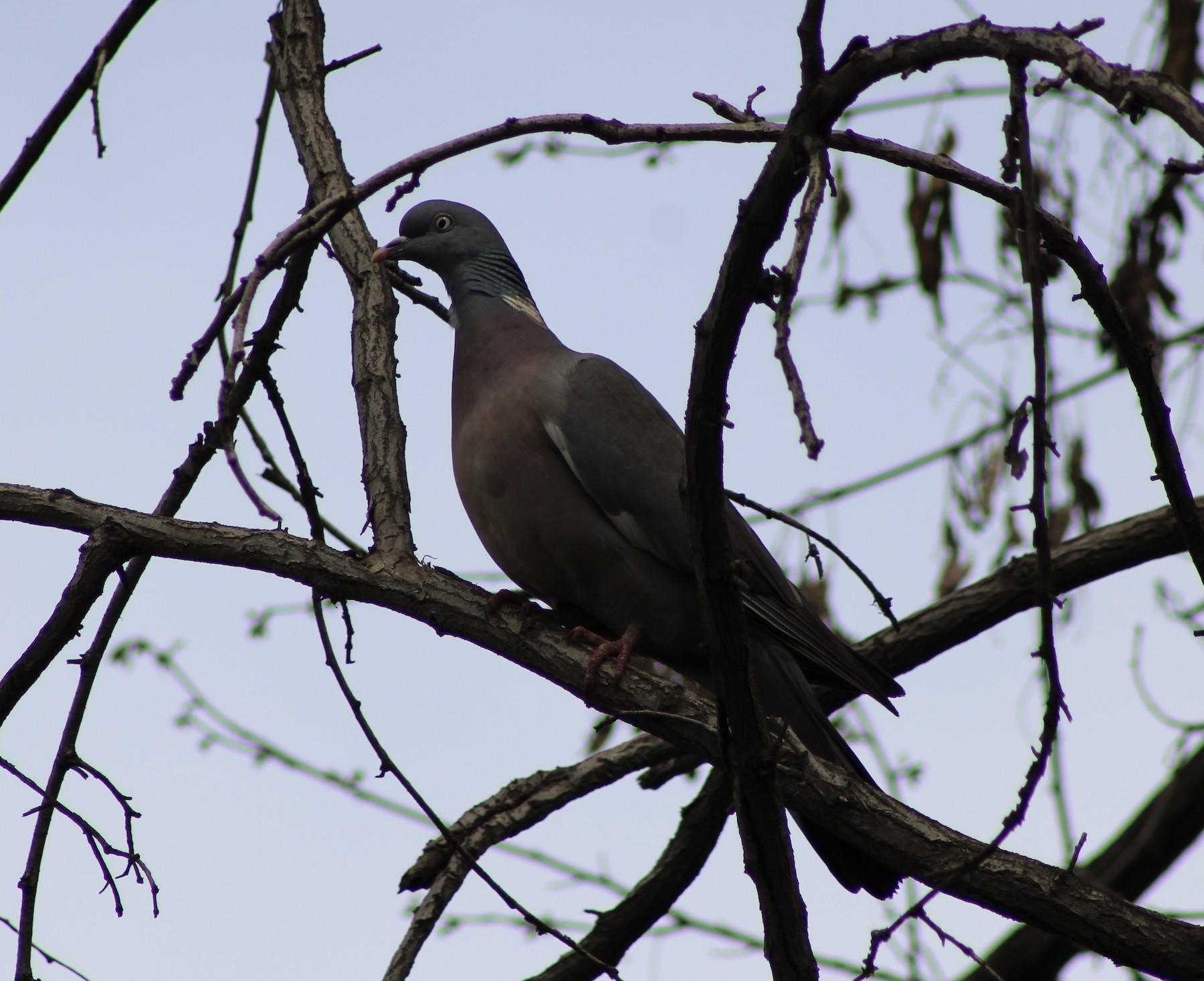 Common Wood-Pigeon (Cinnamon-necked) - eBird