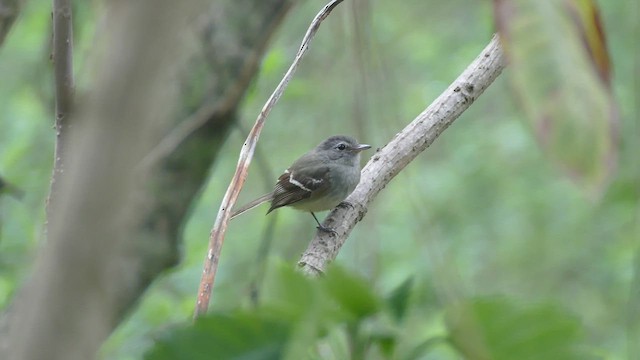 Gray-breasted Flycatcher - ML428437481