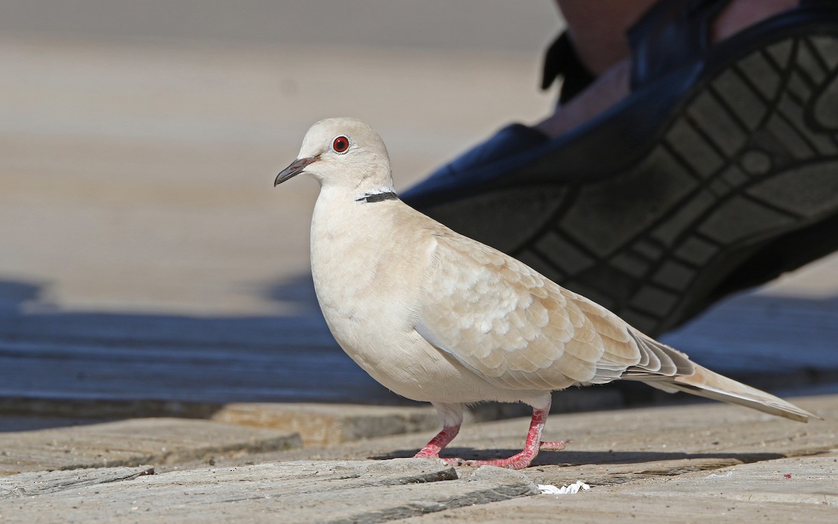 African Collared-Dove - Christoph Moning