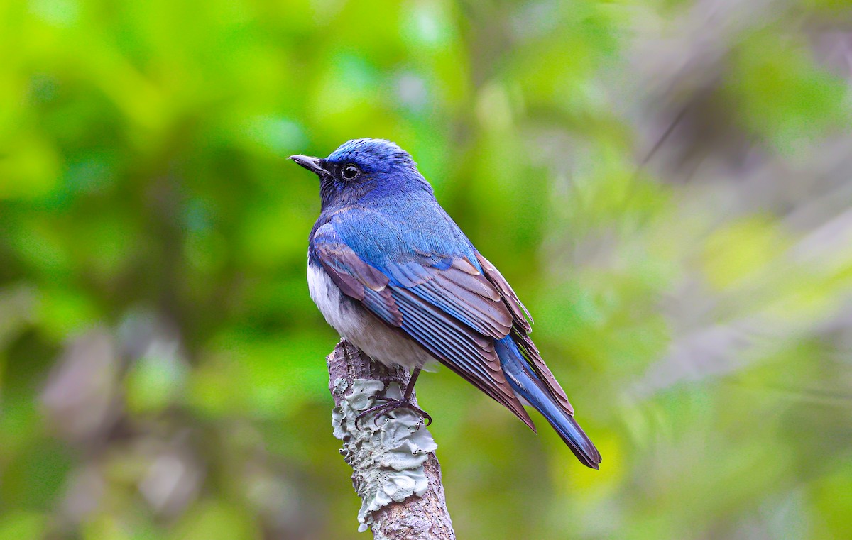 Blue-and-white Flycatcher - ML428439861