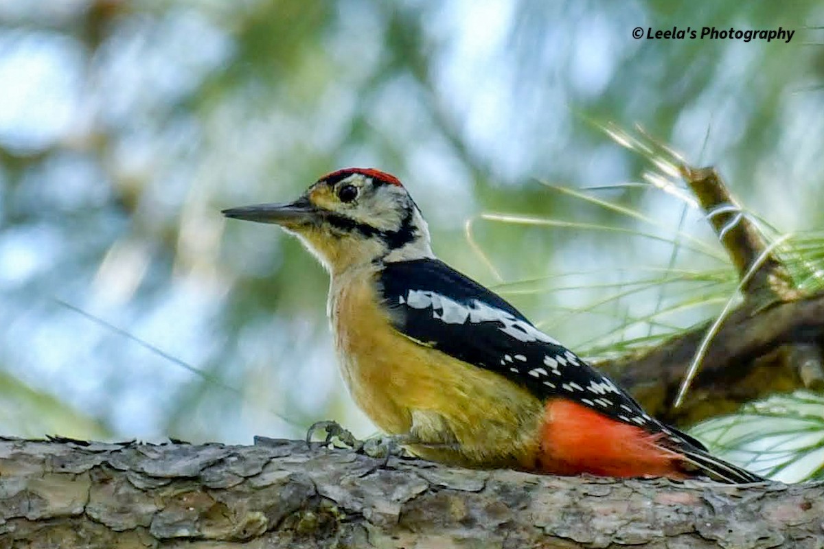 Himalayan Woodpecker - ML428439971
