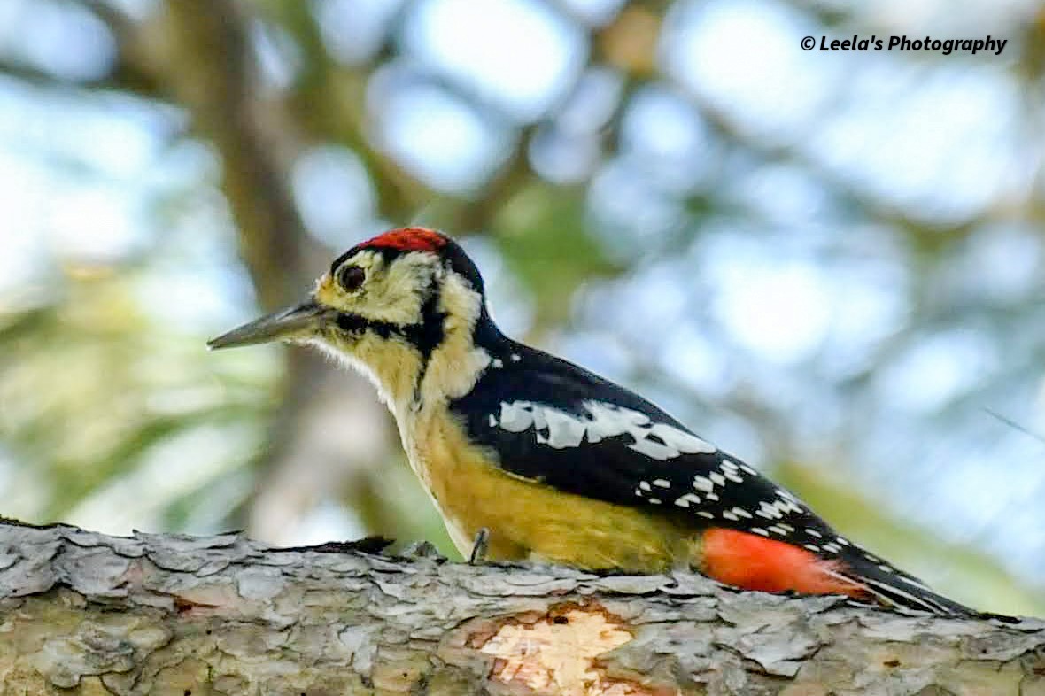 Himalayan Woodpecker - ML428439981