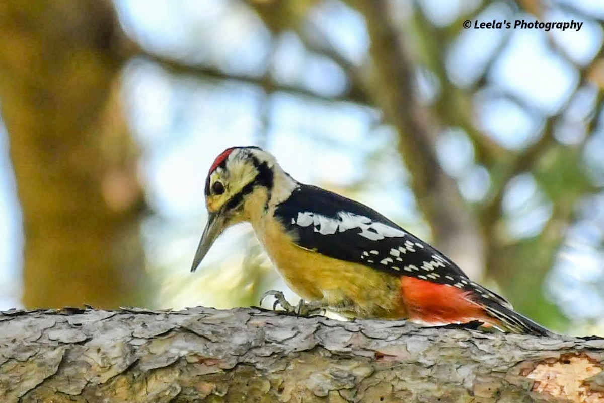 Himalayan Woodpecker - ML428439991