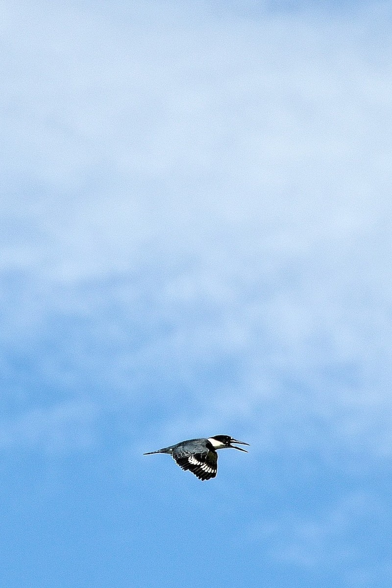 Belted Kingfisher - ML42844061
