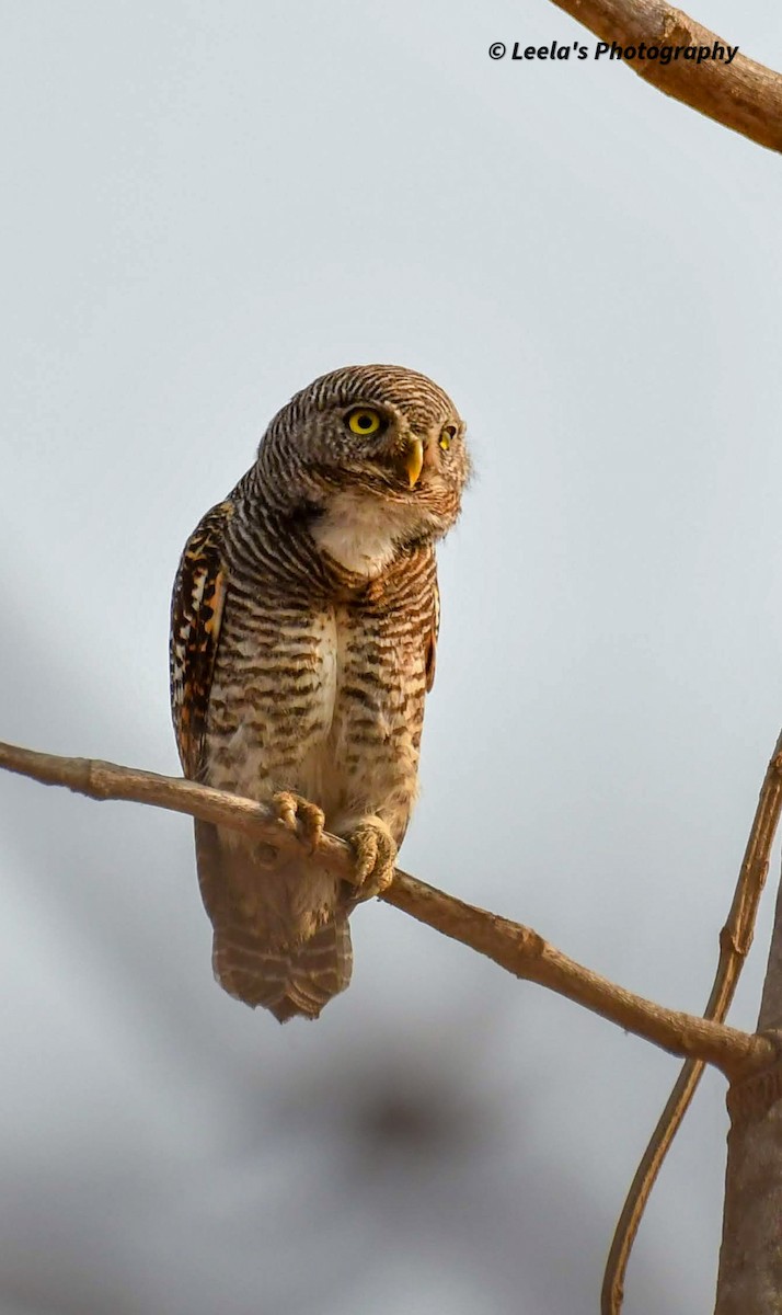 Jungle Owlet - Leela Hemachand Gera