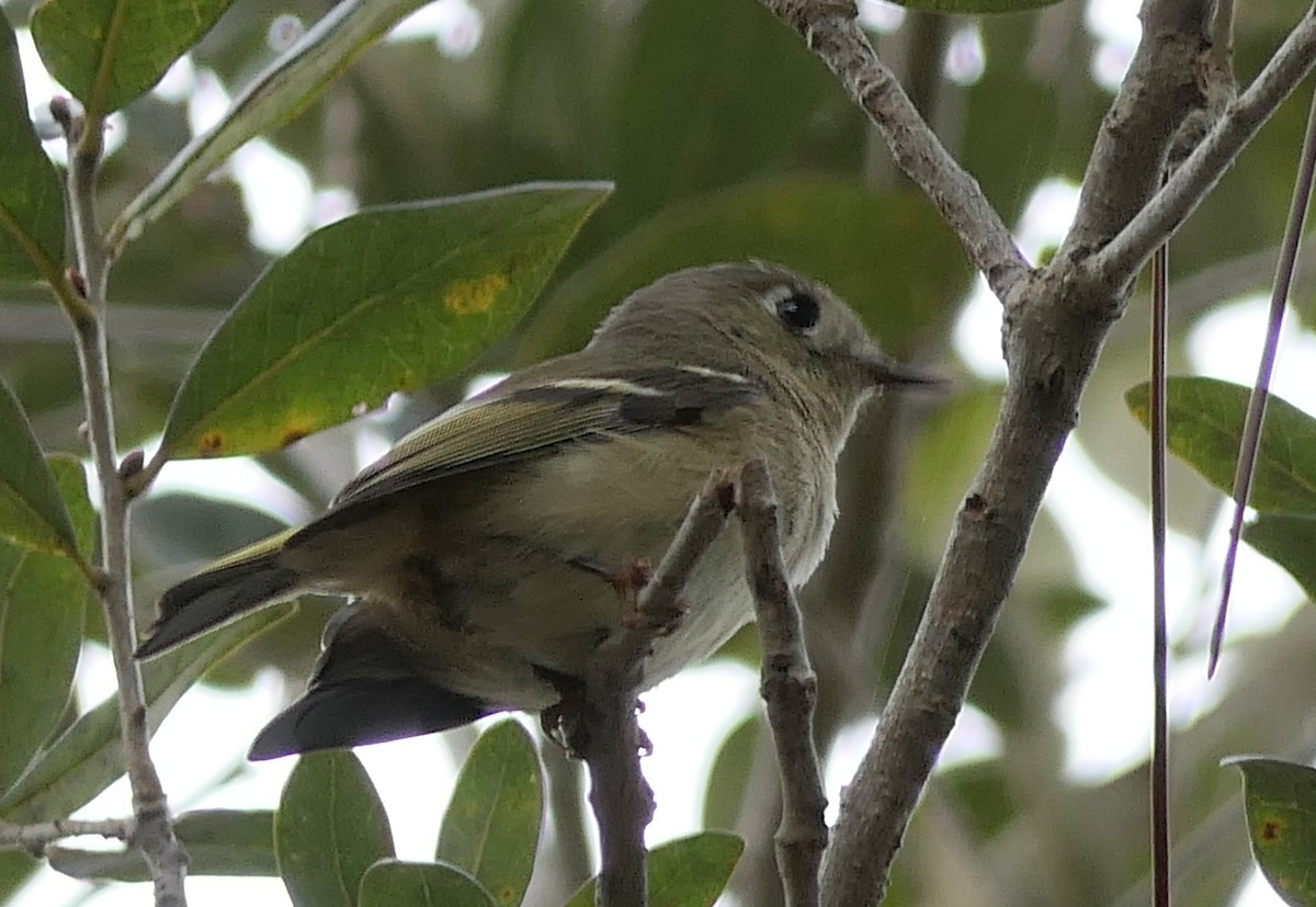 Ruby-crowned Kinglet - Claire Herzog