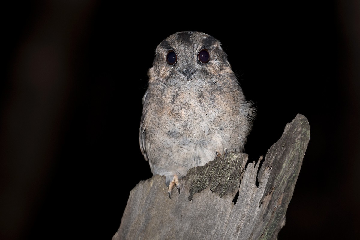 Australian Owlet-nightjar - ML428444171